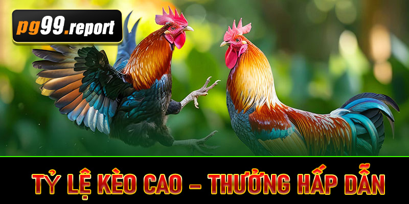 Tỷ lệ kèo cao – Thưởng hấp dẫn